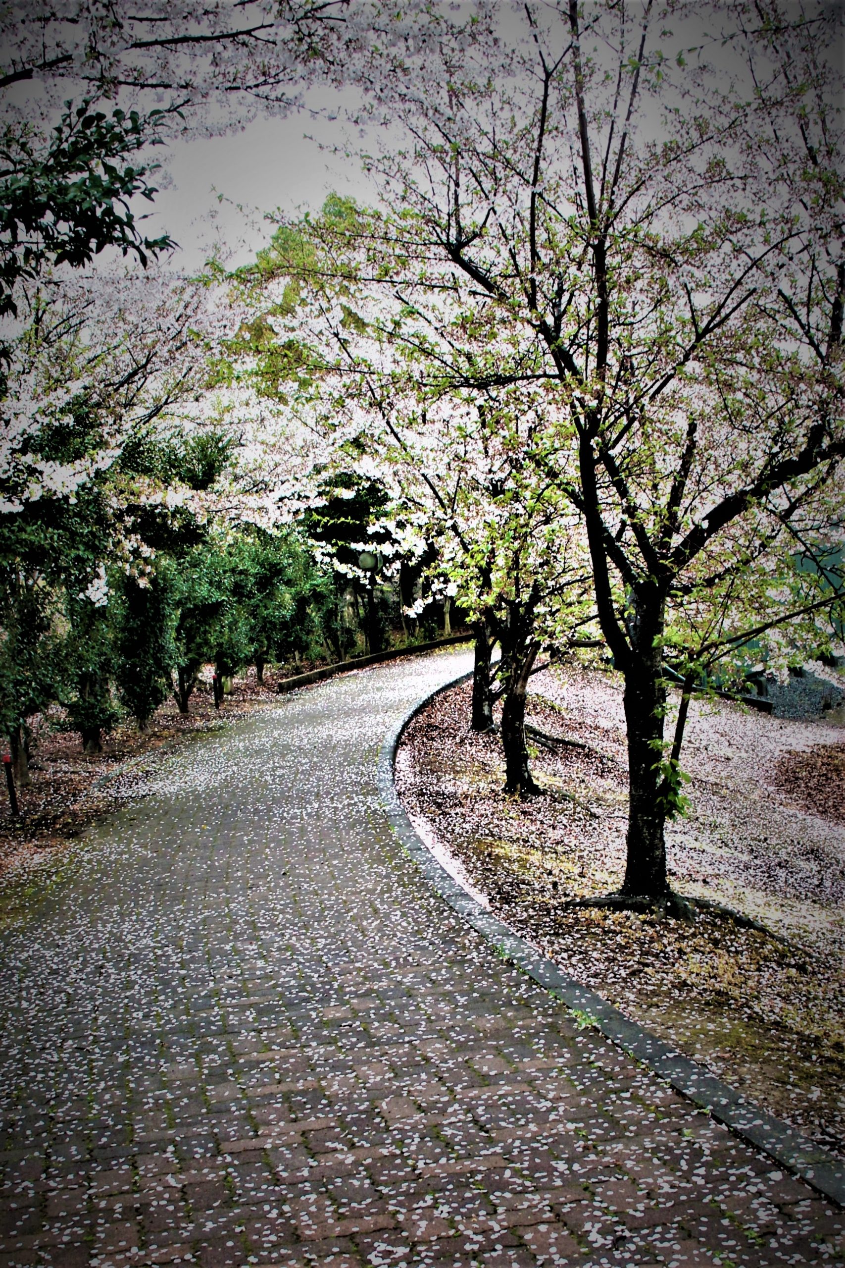 入賞　桜吹雪の散歩道